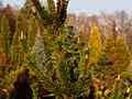 Pinus contorta Spans Dwarf IMG_1866 Sosna wydmowa